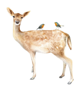 Deer with birds Robin. Watercolor illustration. Isolated background