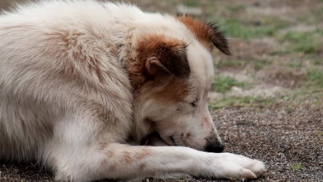 A close-up shot of a brown and white spotted dog while lying down.