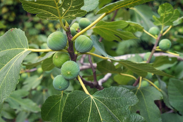fig tree branch
