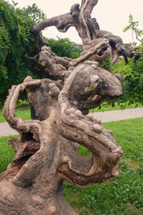 Fototapeta na wymiar Twisted tropical tree
