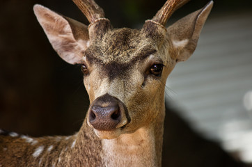 spotted deer closeup