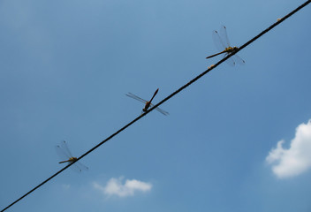 Three dragonflies on a wire with sky background