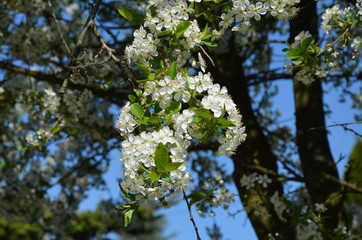 Białe kwitnące kwiaty © Helena