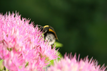 Bee showing it's behind on a pink flowering Sedum (Stonecrop). The bee seems to be going away and leaving