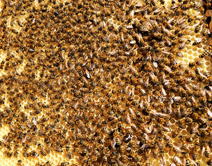 Background hexagon texture, wax honeycomb