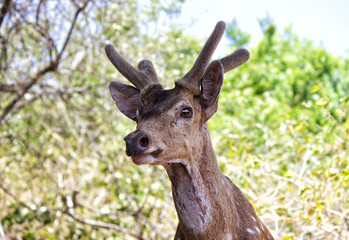 spotted deer closeup