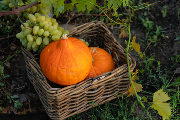 Pumpkins with grapes in a basket