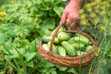Fresh vegetables. Farmer with freshly harvested cucumbers. Organic garden produce. Bio vegetable harvest.