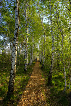Germany, Bavaria, Upper Bavaria, Chiemgau, Grassau, alley with birch trees