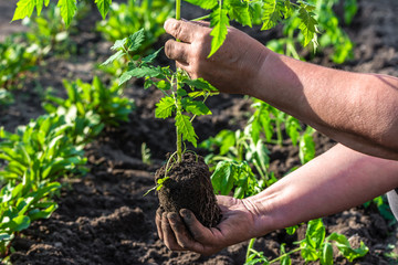 Farmer hands with plant of tomato, seedling planting into soil in the vegetable garden, organic farming concept
