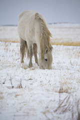 wild horse eating grass on the winter field.