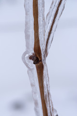 Vine branches encapsulated in ice