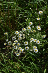 Białe polne kwiaty © Helena