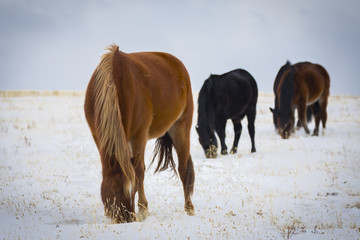 wild horse on the winter field.