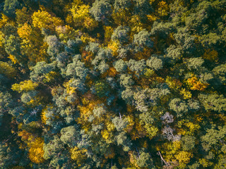 Drone view of stunning colorful autumn forest