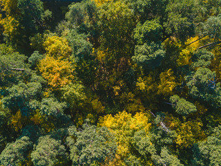 Drone view of stunning colorful autumn forest