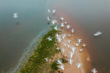 Flying birds in motion. Drone aerial view of Kaunas Confluence Park, Lithuania