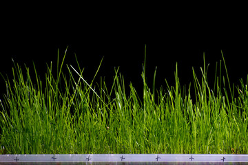 Grass background on black