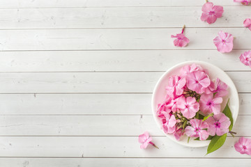 Pink Phlox flowers on white table. Free space for text