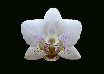 Fototapeta na wymiar Orchid bloom. Beautiful flower on black background. White, yellow and lilac.
