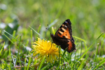 Butterfly on a flower