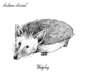 Hand Drawn of Autumn Hedgehogon White Background