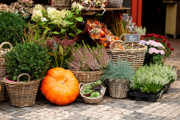 Fototapeta na wymiar Autumn decoration with pumpkins and flowers at a flower shop on a street in a European city