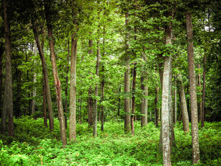 Fototapeta na wymiar Deep Green Forest Landscape