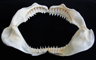 Shark jaw on black background