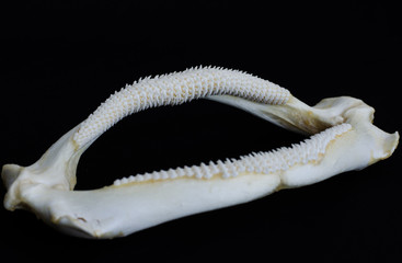 Shark jaw on black background