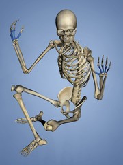 Metacarpus, Human Skeleton, 3D Model