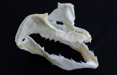 Shark jaw on black background