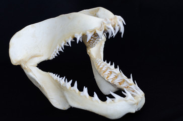 Shark jaw on black background
