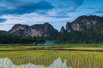 Landscape of rice field in the countryside of Thailand.