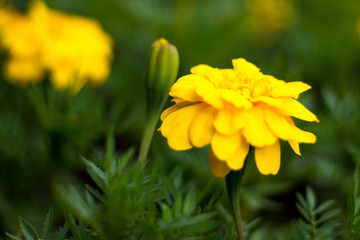 Yellow flowers