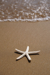 Star fish on beach sand.