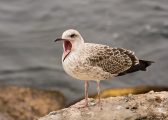 Screaming seagull