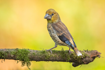 Juvenile Hawfinch 