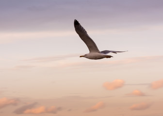 Flying Seagull