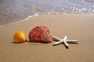 Starfish and sea shells on beach sand. Summer vacation concept.