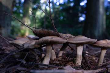 mushroom 2