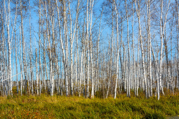Autumn birch grove