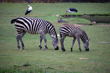 Fototapeta na wymiar Zebras in wildside.