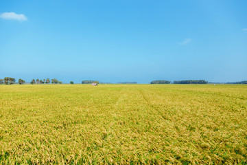 Fototapeta premium rice, rice field, blue sky, Sri Lanka