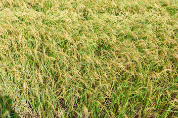 rice, rice field, blue sky, Sri Lanka