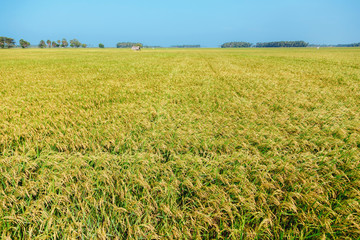 rice, rice field, blue sky, Sri Lanka