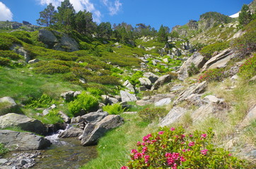 Paysage de montagne avec fleurs rouges