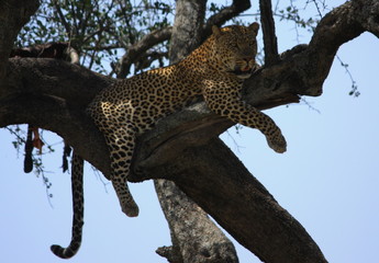Naklejka na ściany i meble Léopard dans la réserve Masai Mara au Kenya