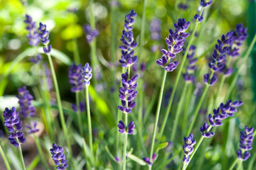 Lavenders close-up in summer.