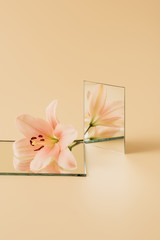 lily flower reflecting in two mirrors on beige table